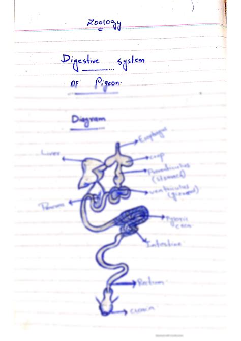 SOLUTION: Zoology diagram of digestive system of pigeon - Studypool