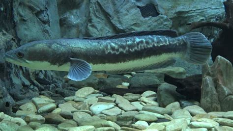 Interesting Facts About The Northern Snakehead Fish - Small Joys