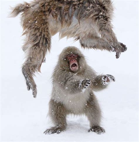 122 best images about Snow Monkeys ಠ_ಠ on Pinterest