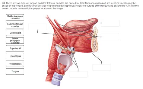 Solved 48. There are two types of tongue muscles: Intrinsic | Chegg.com