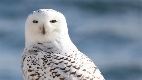 The annual fall migration of snowy owls is underway in Wisconsin