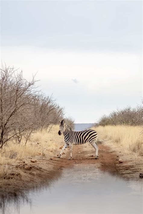 Wildlife Photography Tips for an African Safari Adventure