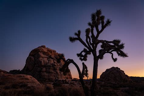 Joshua Tree National Park