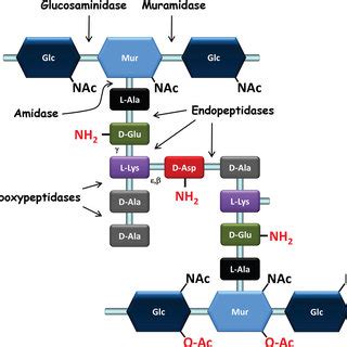 Alterations of the murein sacculus properties and of the PG synthesis ...