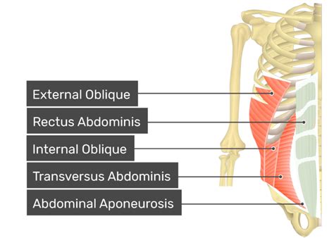 Rectus Abdominis Muscle Anatomy