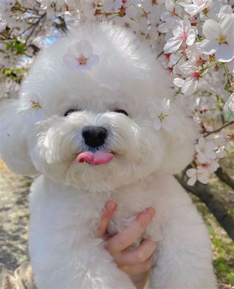 Bichon Frise dog image | Super cute dogs, Super cute puppies, Bichon ...