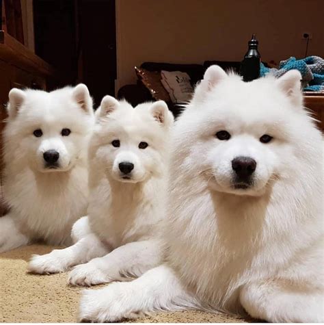 Samoyed Dog Breed Information, Images, Characteristics, Health