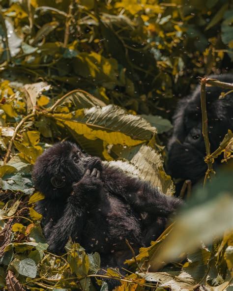 Gorilla Trekking Uganda - Everything You Need To Know