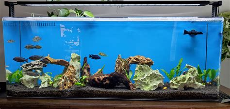 My African cichlid tank : r/Cichlid