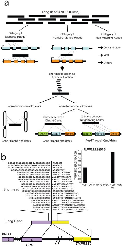 Gene Fusion | Semantic Scholar