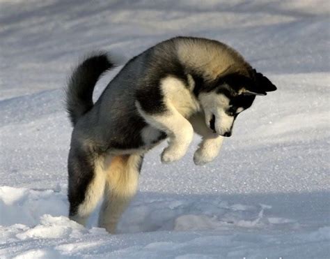 Husky Wolf Mix Behavior