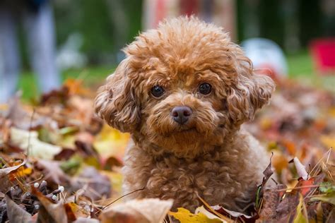 Brown Toy Poodle puppy during daytime HD wallpaper | Wallpaper Flare