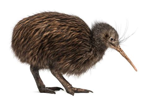 Awesome Animal Fact - Kicking Kiwis - Stan C. Smith