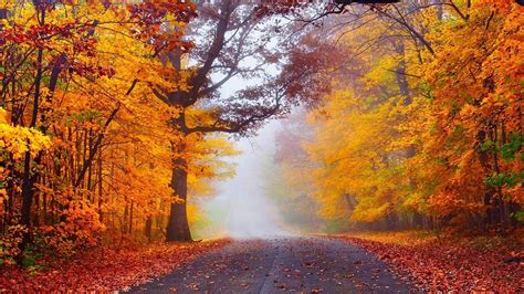 Fog in the autumn forest HD desktop wallpaper : Widescreen : High ...