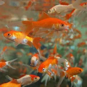 Comet Goldfish Guide (Facts, Care, Lifespan) - Pond Informer