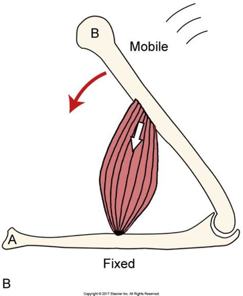 Psoas major function introduction muscle biomechanics – Artofit