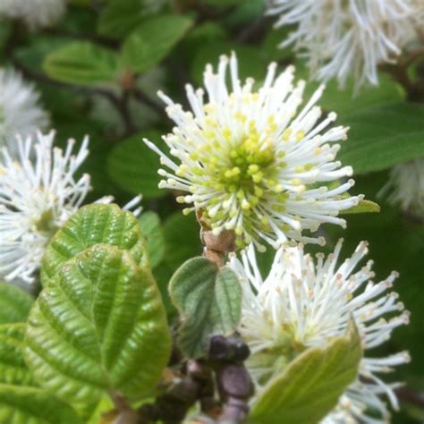 Fothergilla — An Outstanding Choice for Fall Color | Piedmont Master ...