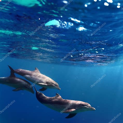 Three dolphins swimming underwater — Stock Photo © vitaliy_sokol #13898265