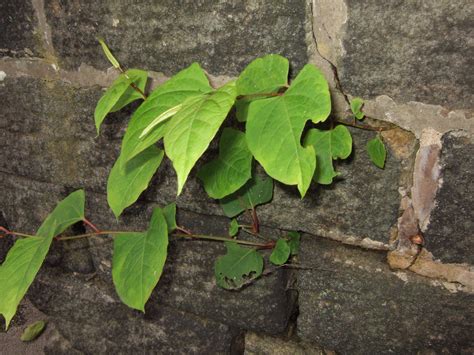 Knotweed wall damage