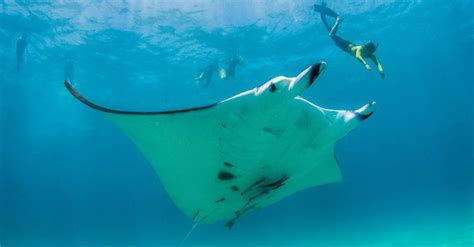 Manta Ray Size Comparison: How Big is a Manta Ray? - A-Z Animals