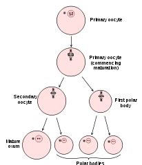 Oocyte Development, Maturation & Function | What is an Oocyte? | Study.com