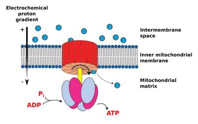 Atp Synthesis Diagram