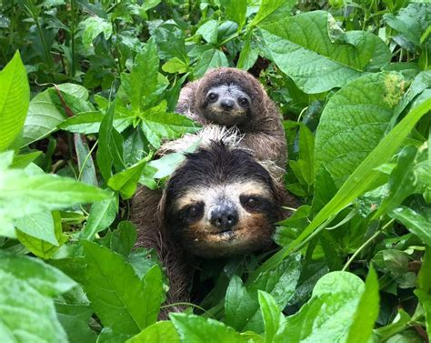 Baby Sloths: Everything you always wanted to know - Sloth Conservation