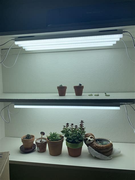 New grow lights! : succulents