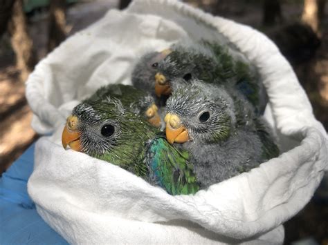 Orange-bellied parrot — DIFFICULT BIRD RESEARCH GROUP