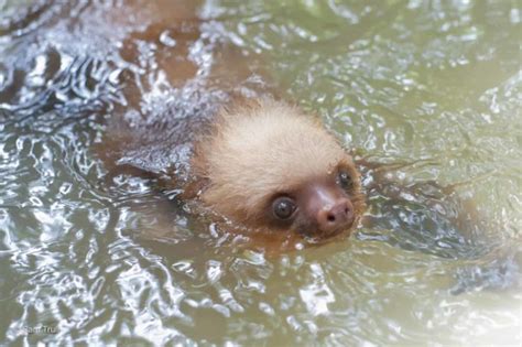 Sloths Swimming