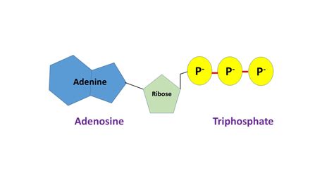 Atp Definition Biology Practice Questions