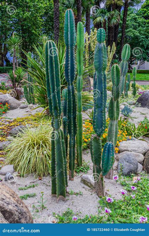 Tall Cacti, Cereus Repandus, the Peruvian Apple Cactus. Stock Photo ...