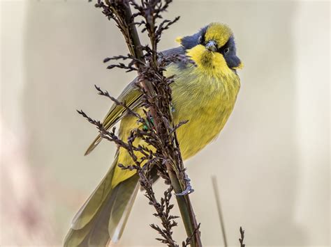 Home - Friends of the Helmeted Honeyeater Inc