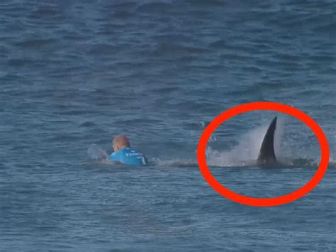 Australian surfer attacked by shark - Business Insider