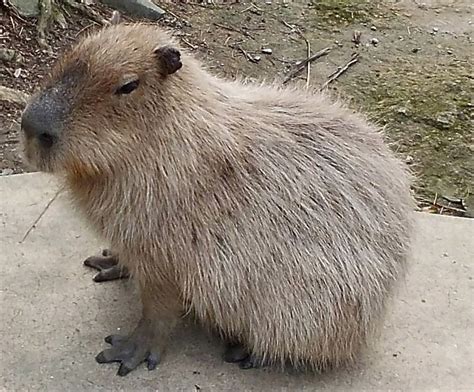 Capybaras: Giant Rodents of South America and Exotic Pets - PetHelpful