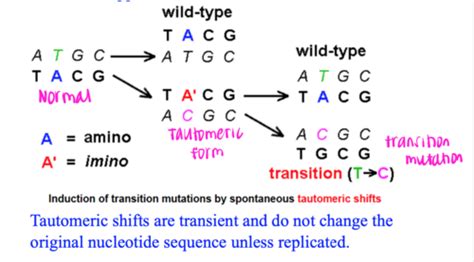 BIMS 320: Lecture 13/14 Mutation and DNA repair processes Flashcards ...