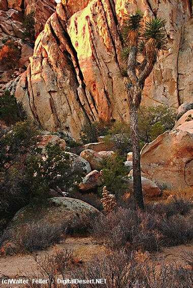 Mojave Desert Plants