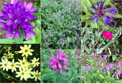 Sun Loving Perennials- 7 Top Picks Worth Planting