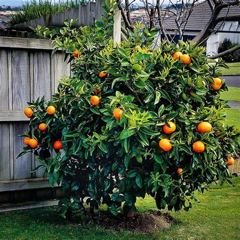 Heirloom Organic Orange Tree Seeds 20 Seeds to Plant Ships | Etsy