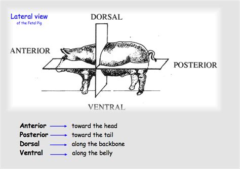 Directional Terminology