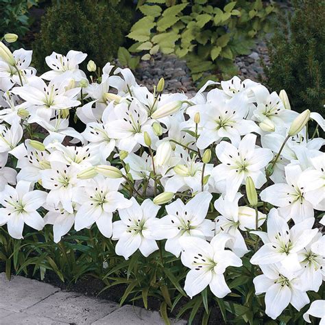 White Carpet Border Lilies | Breck's