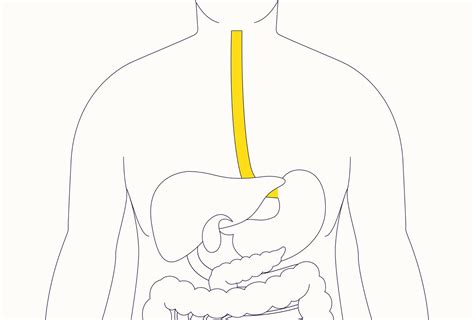 The Esophagus Human Anatomy Picture Function