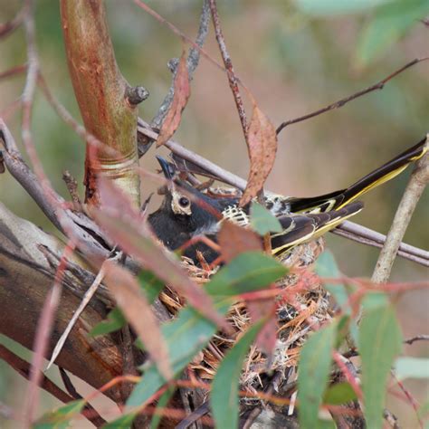 Regent Honeyeater — DIFFICULT BIRD RESEARCH GROUP