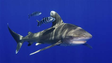 Alarming Decline in Shark Populations Points to Need for Stricter ...