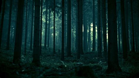 Dark Green Forest Wallpapers - Wallpaper Cave