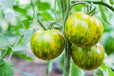 19 Exciting Tomato Varieties To Try Growing This Year