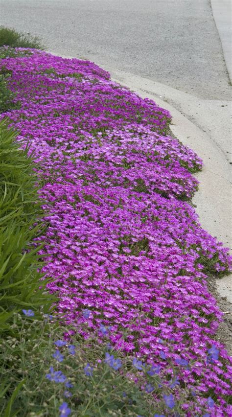 Drought Tolerant Flowers Texas