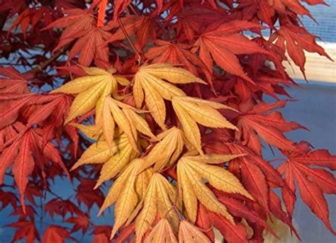 AmazonSmile : Purple Ghost Japanese Maple Acer palmatum Purple Ghost 2 ...