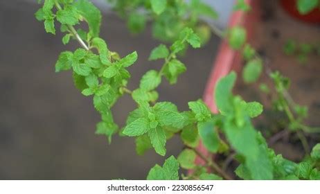 21 Podina Leaf Images, Stock Photos & Vectors | Shutterstock