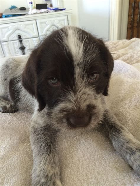 Meet Duke, German Wirehaired Pointer puppy : pics